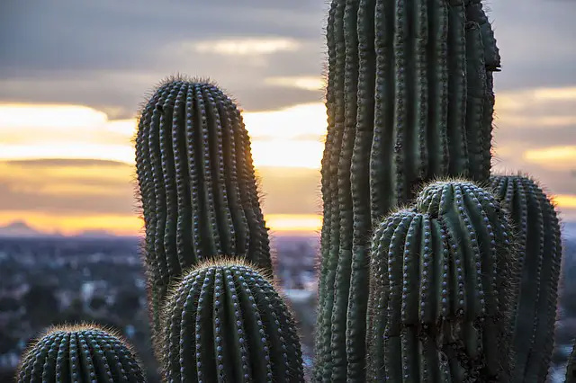 cactus in phoenix