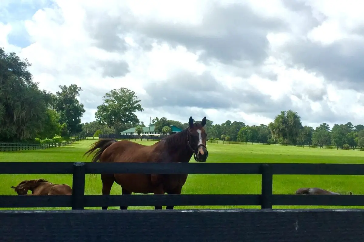 ocala, florida horse ranch